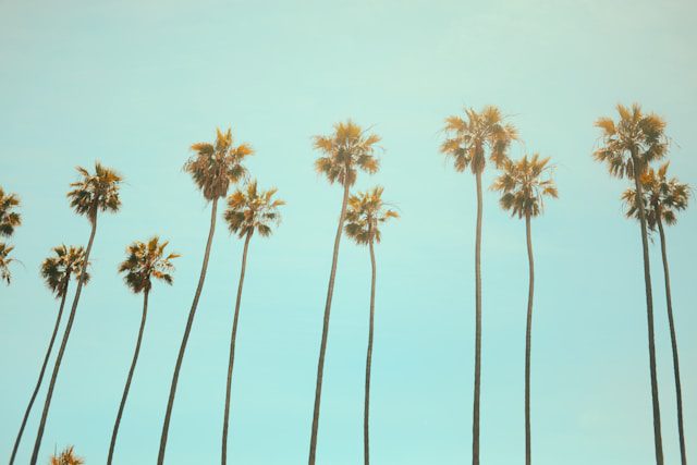Palm trees in San Fernando Valley