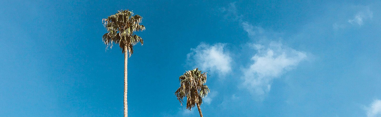 Palm trees and blue skies near the Windsor Square, CA neighborhood